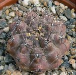 Gymnocalycium capillaense sigelianum ©JL1991.jpg